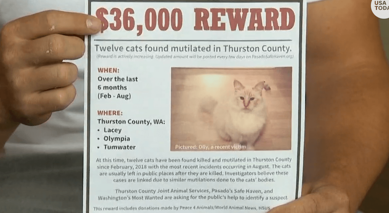 Left public. Thurston Cat. Cat-th357d AG. Cat Killer на бампер.