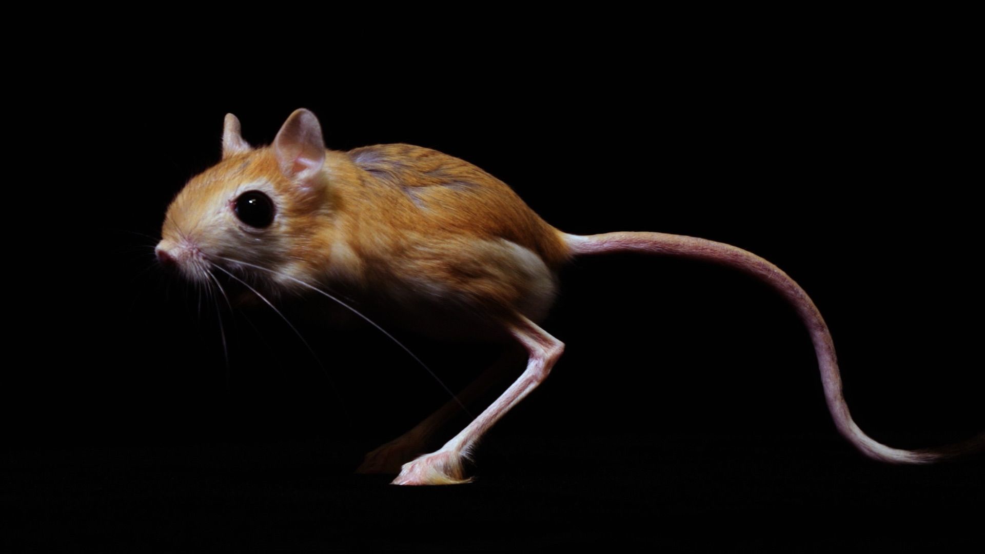 У мышей длинные уши