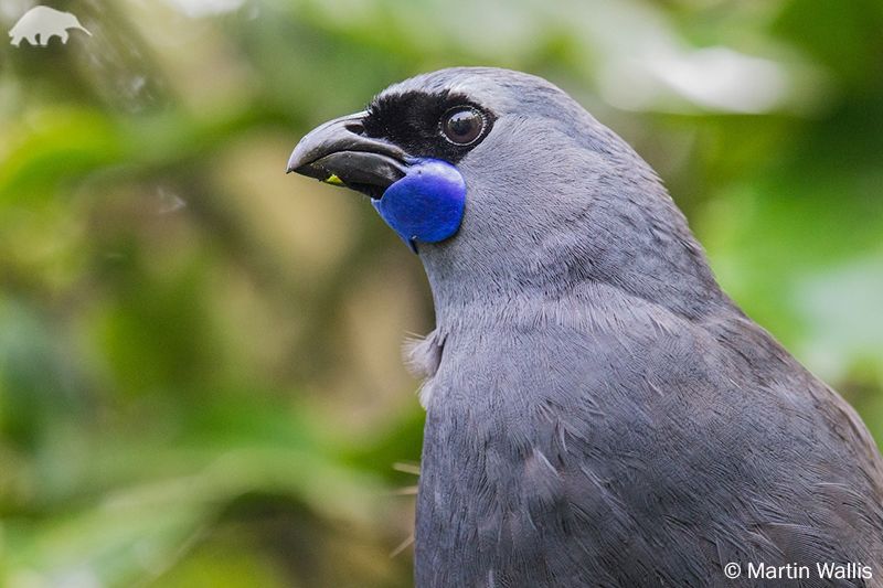 12 Jenis Burung Cantik Berikut Telah Dinyatakan Punah Dekade Ini