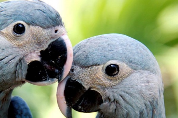 12 Jenis Burung Cantik Berikut Telah Dinyatakan Punah Dekade Ini