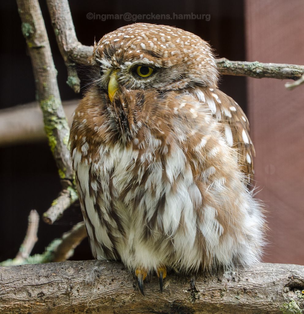 12 Jenis Burung Cantik Berikut Telah Dinyatakan Punah Dekade Ini