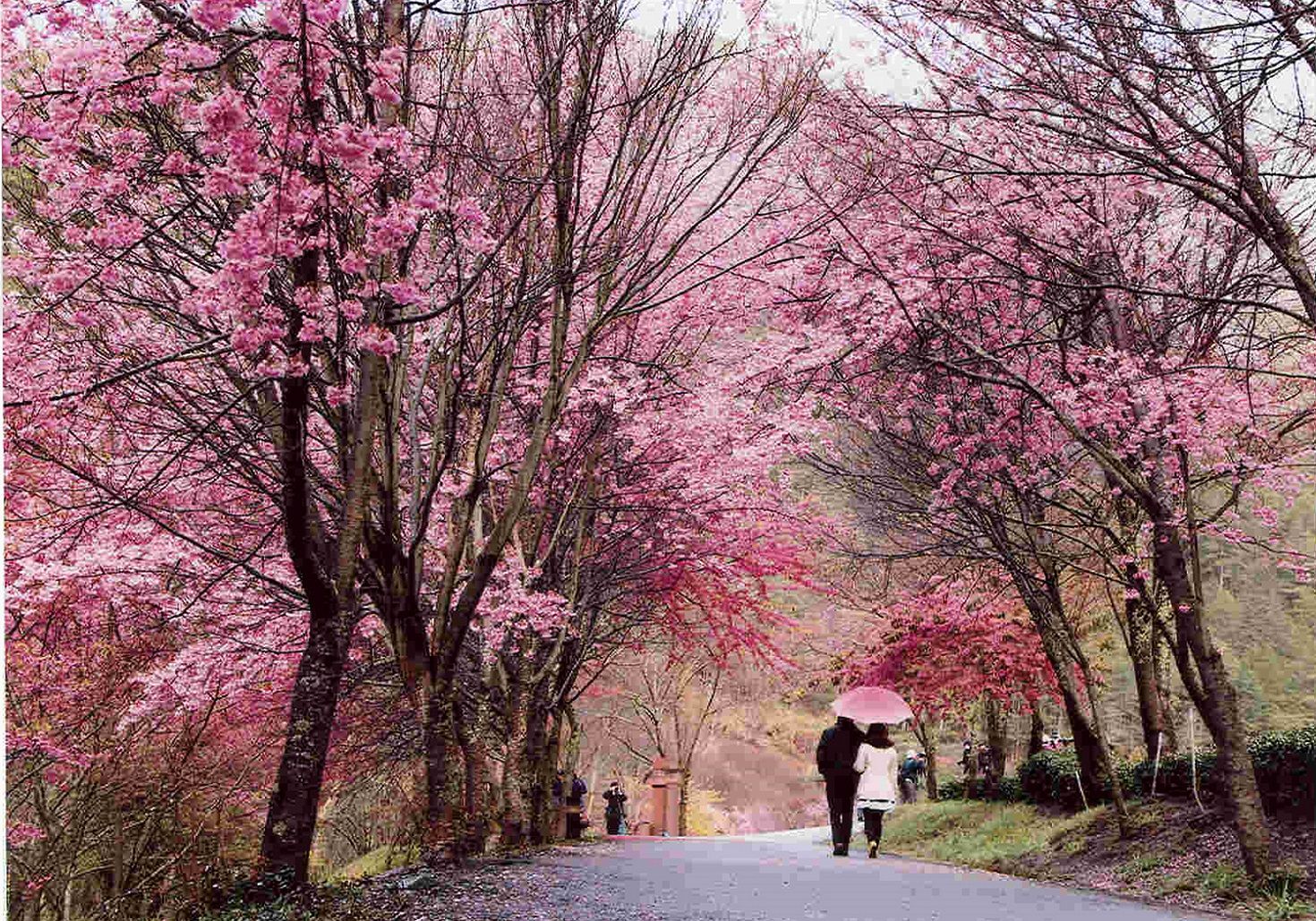 7 Waktu Terbaik untuk Melihat Bunga  Sakura  Mekar di Korea  