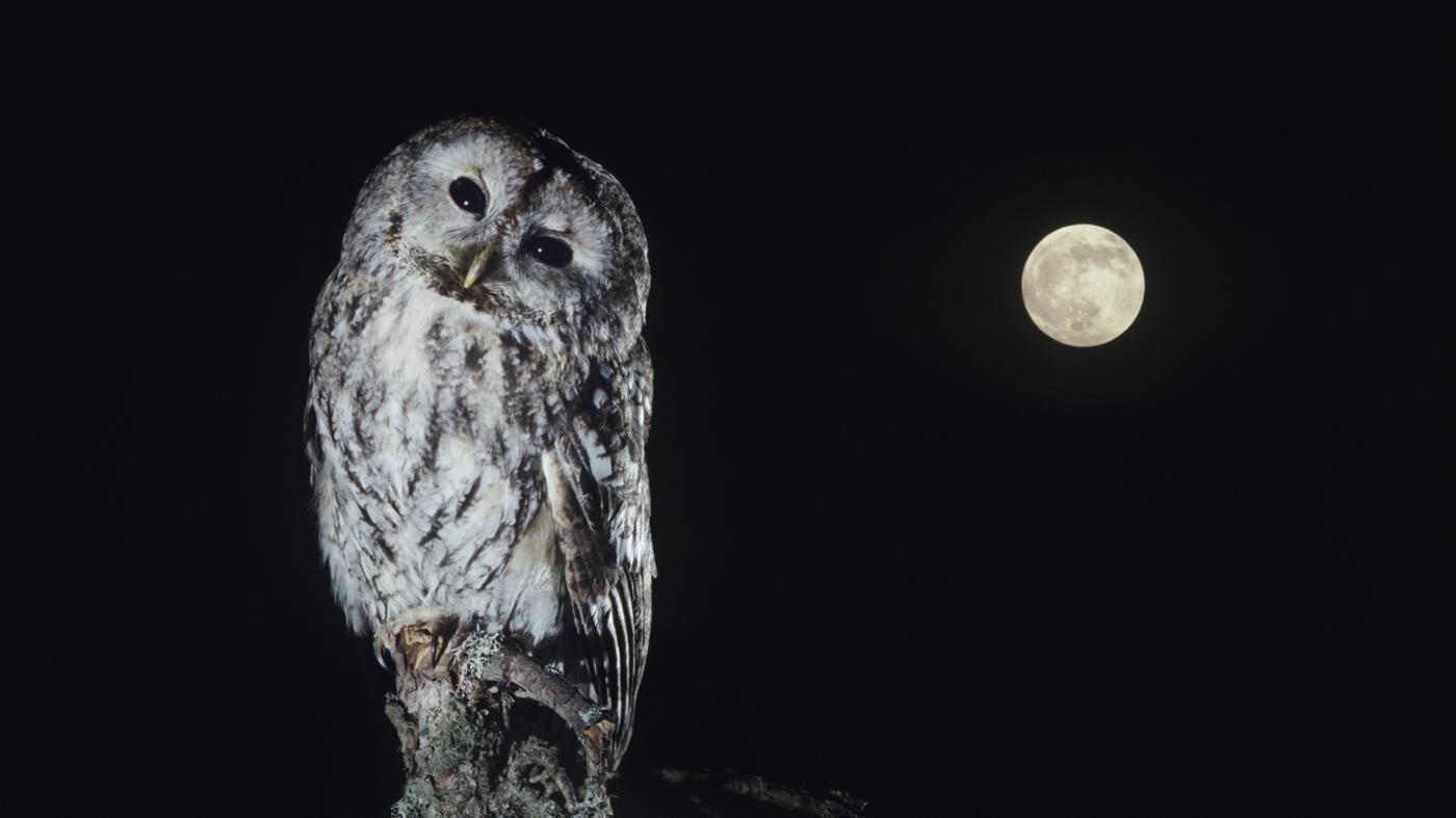 5400 Filosofi Burung Hantu Dalam Islam Terbaru