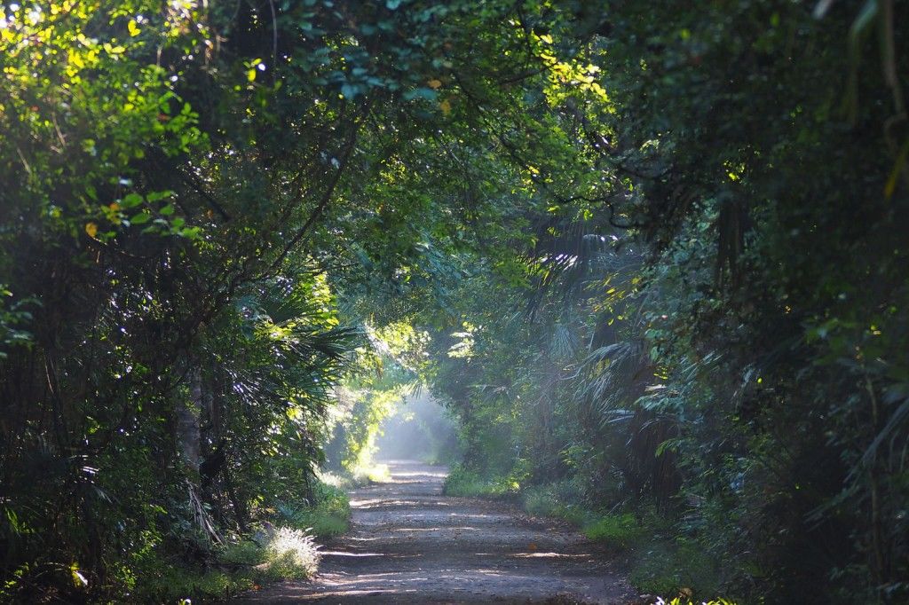 11 Keindahan Taman Nasional Baluran Africa Van Java Yang