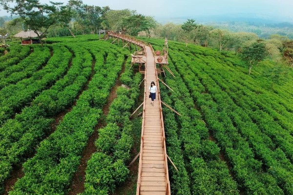 6 Wisata Kebun Teh Di Jawa Timur Ini Gak Kalah Keren Dengan