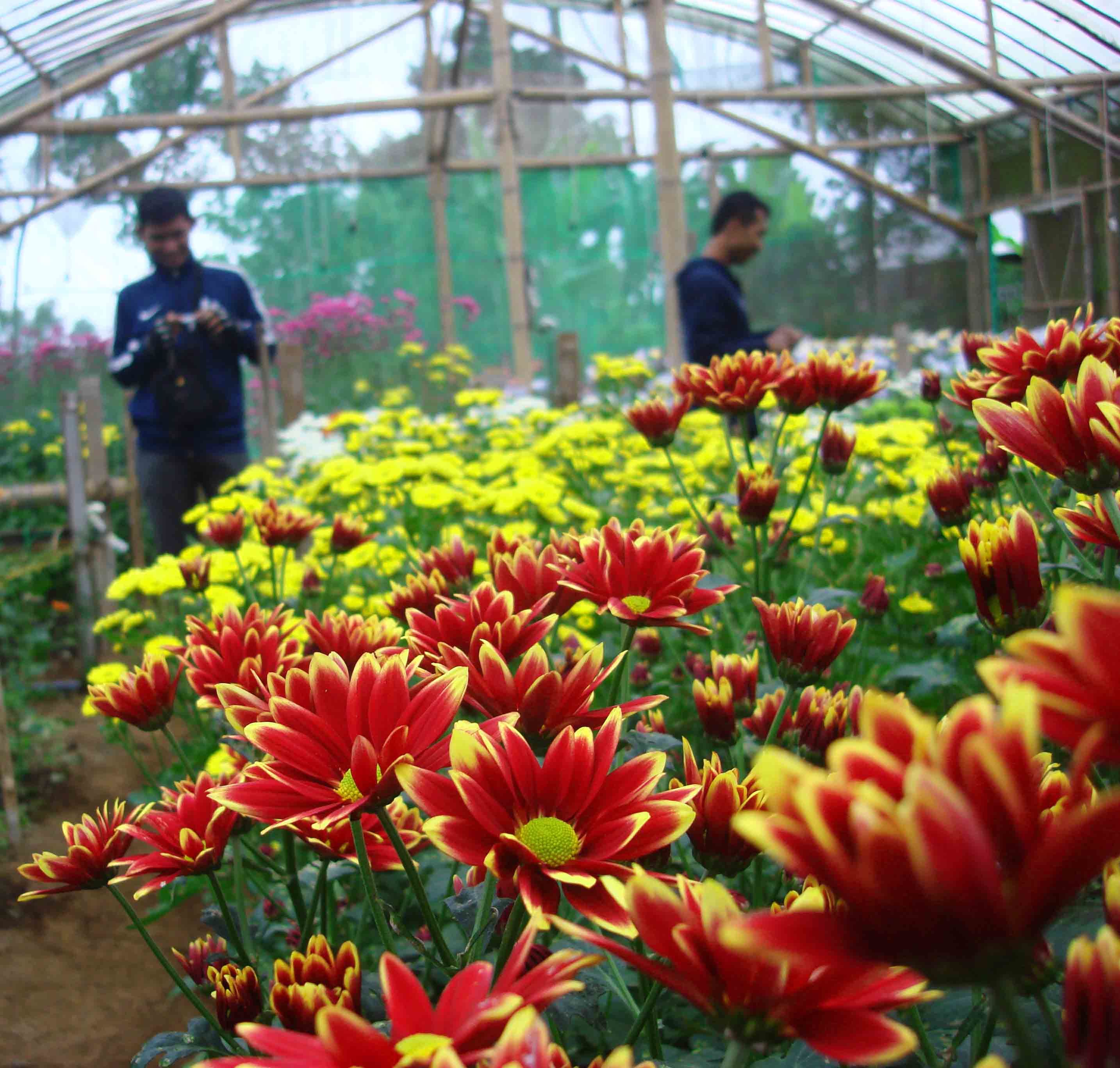 5 Taman Wisata Bunga di Jawa Timur yang Cocok Bagi Liburanmu