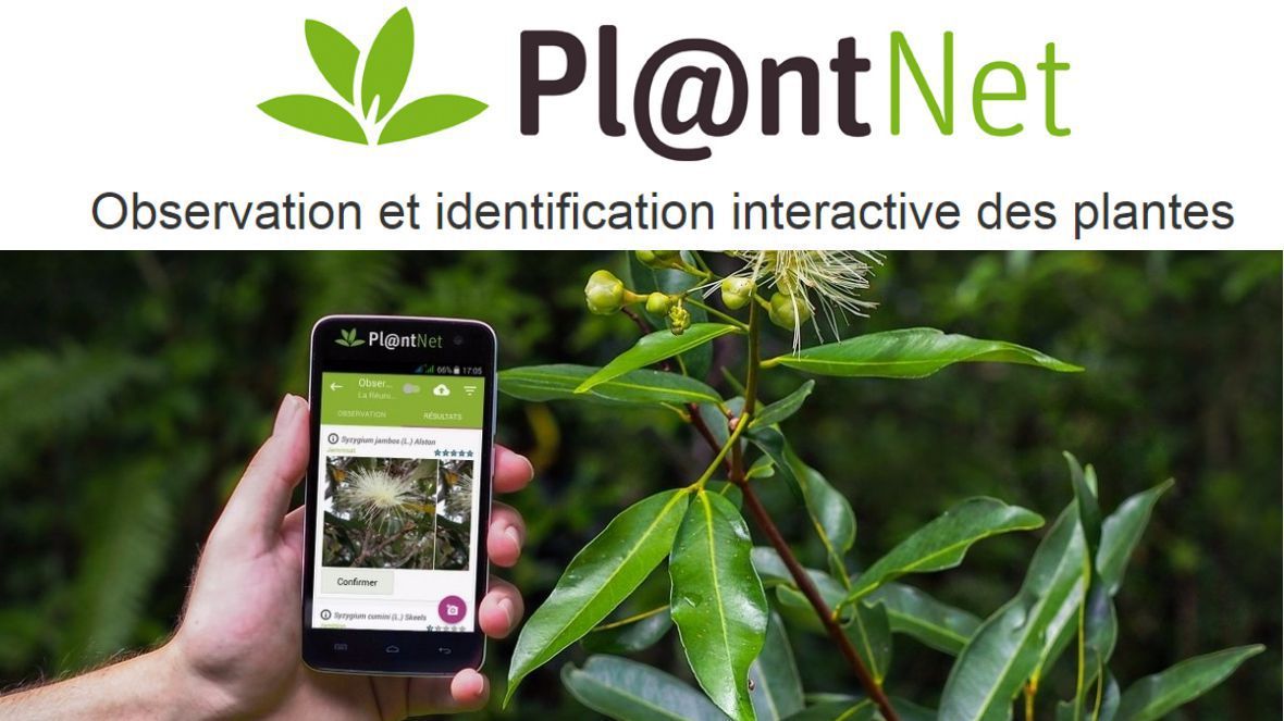 Программа распознавания растений по фотографии