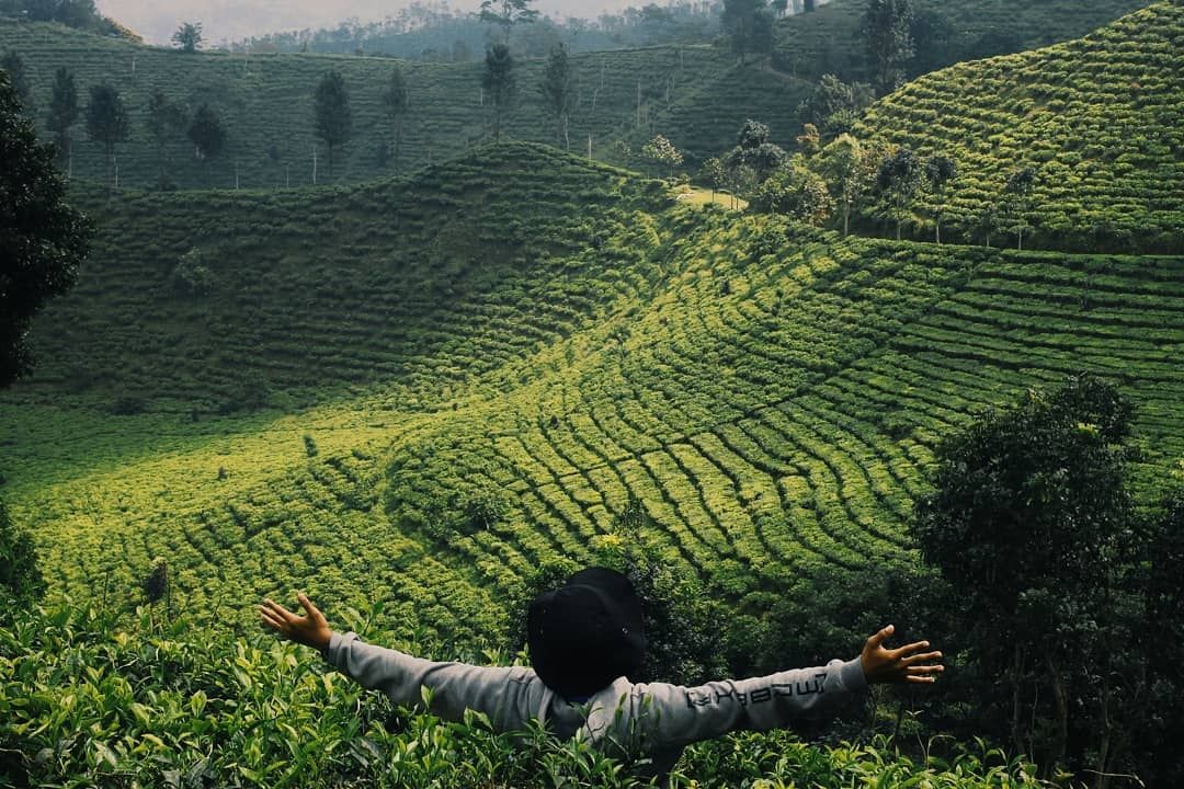 6 Wisata Kebun Teh di Jawa Timur Ini Gak Kalah Keren dengan di Puncak