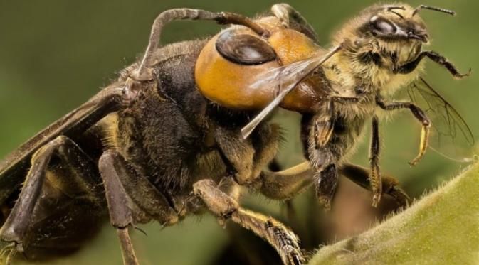 Walau pun Kecil, 7 Serangga Ini Sangat Berbahaya Bagi Manusia