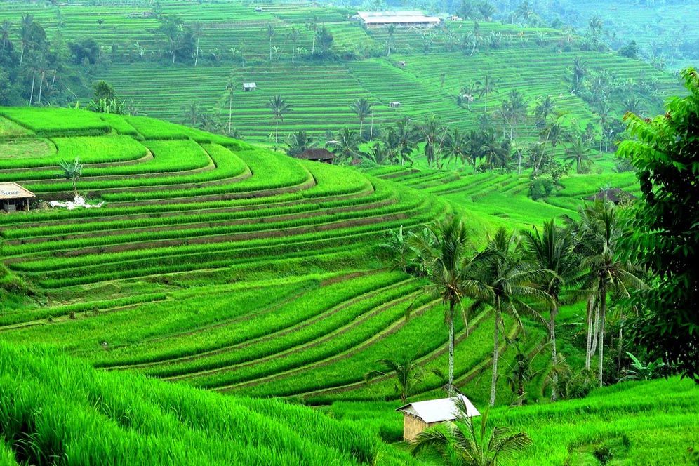 Lahan Sawah di Bali Berkurang 550 Hektare per Tahun, Tabanan Tertinggi