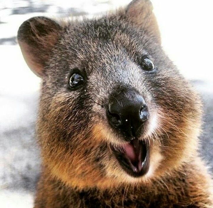 Kenalin, Ini 10 Fakta Quokka Hewan Paling Bahagia di Australia!