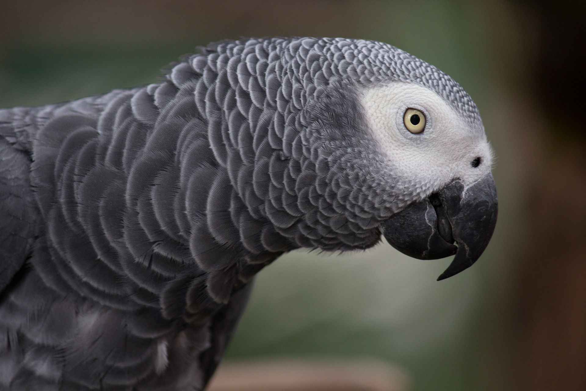 Jual Burung Dilindungi Warga Palembang Terancam Penjara 5 Tahun