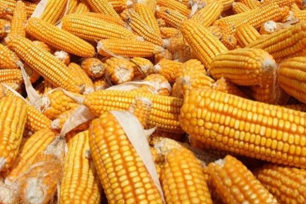 4 Fakta Tentang Produksi Jagung Nasional Cari Tahu Yuk