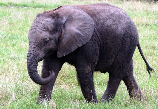 Gajah Injak Warga di Muratara Hingga Tewas
