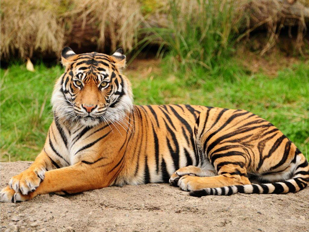 Unduh 4000 Gambar Harimau Terbesar Di Dunia Terbaru 