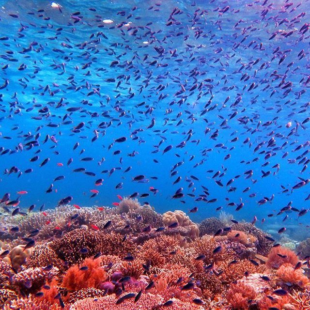 Taka Bonerate, Taman Bawah Laut Selayar yang Bikin Cinta Indonesia