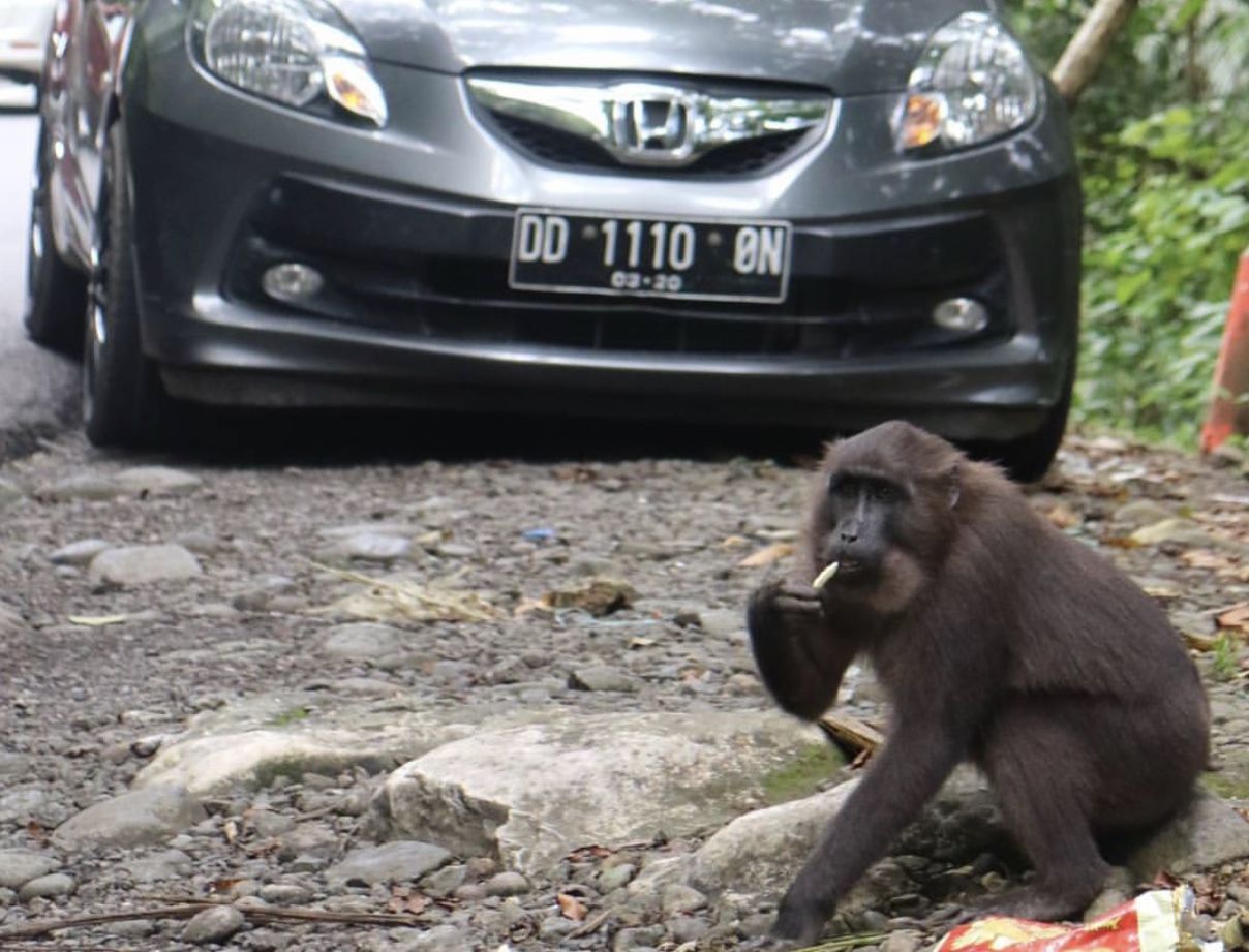 Mengenal Kera Macaca Maura, Binatang Endemik Sulawesi Selatan