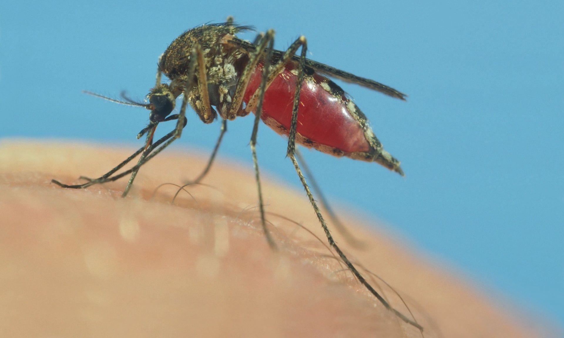 Dua Tahun Kabupaten Penajam Paser Utara Sandang Status Merah Malaria