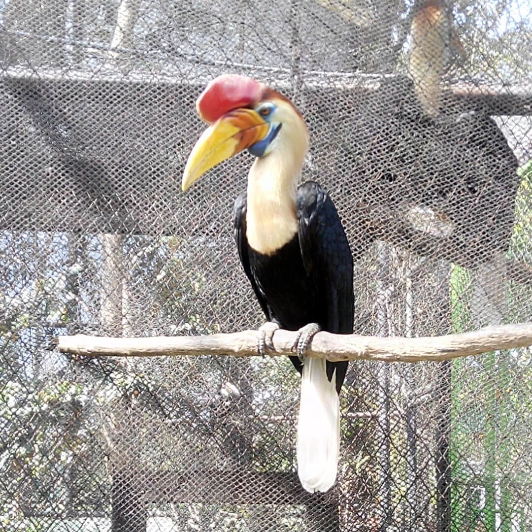 Salah Satu Fauna Endemik Sulsel, Ini 5 Fakta tentang Burung Julang