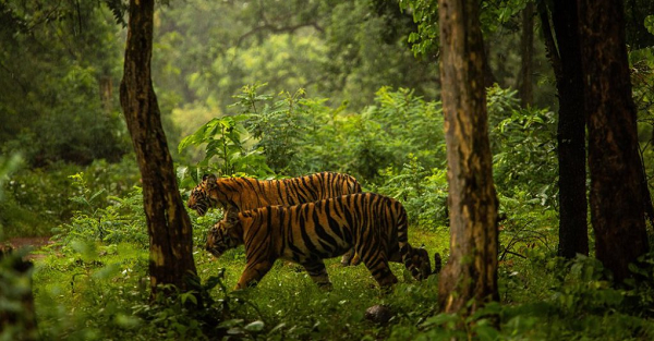 Harimau Terkam Warga saat Buka Puasa di Depan Rumah 
