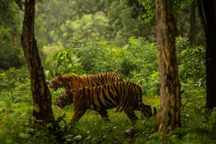 Bunuh 13 Orang, Seekor Harimau India Terpaksa Ditembak Mati
