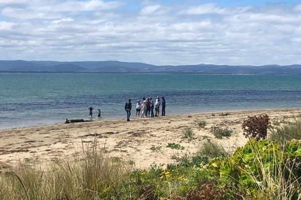 Pria Australia Tewas Akibat Serangan Ikan Pari di Tasmania