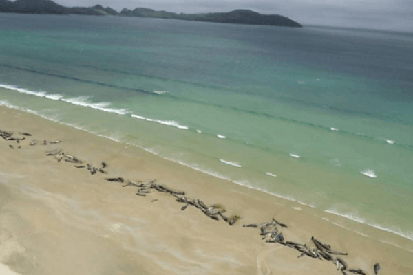 Sebanyak 145 Ekor Ikan Paus Mati Terdampar di Selandia Baru