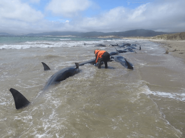 Sebanyak 145 Ekor Ikan Paus Mati Terdampar di Selandia Baru