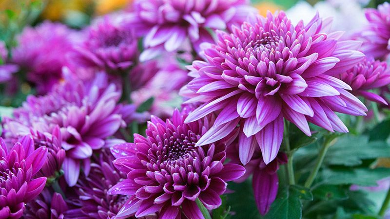 Ini Makna Spesial Dari 8 Bunga Terfavorit Di Dunia Sudah Tahu