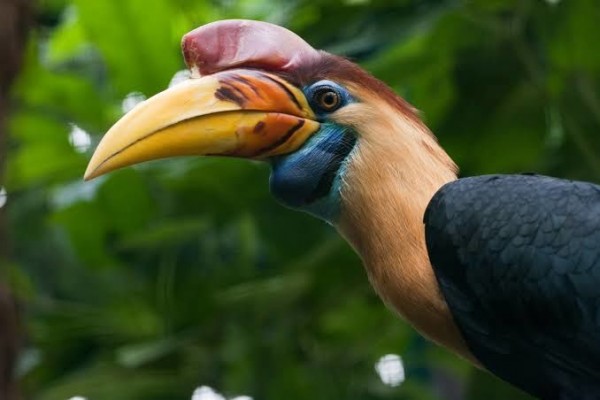 Unduh 550 Koleksi Gambar Fauna Burung Terbaru Gratis