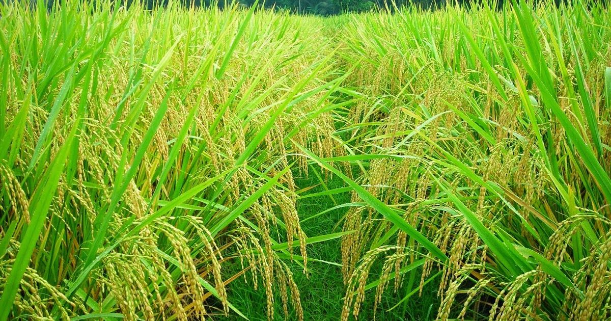 Pentingnya Asuransi Gagal Panen Padi Bagi Petani di Bali