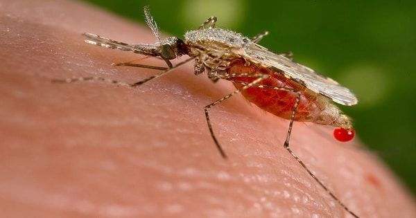 Kawasan IKN di Penajam Paser Utara Masuk Zona Merah Malaria 