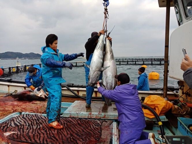 48 Ton Ikan Terbang dari Sulsel Dilepas ke Jepang