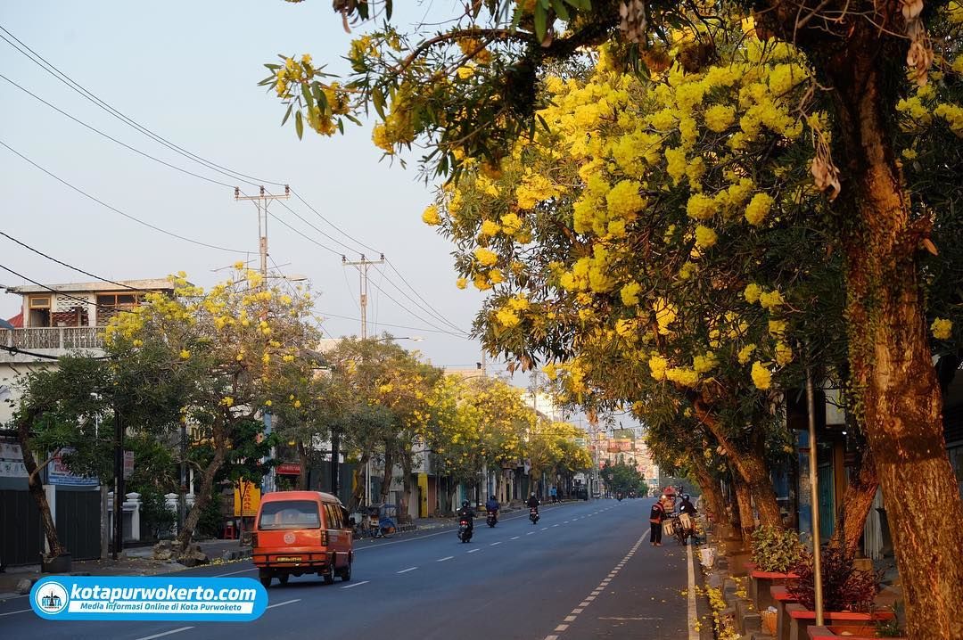 Selain Surabaya, 5 Kota Ini Juga Dihiasi Bunga Tabebuya Lho! IDN