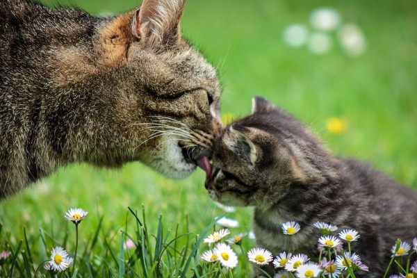 Makanan Alami Untuk Kucing Hamil