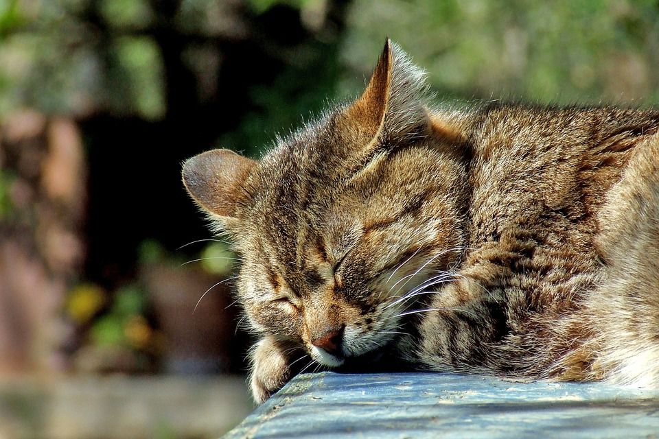 6 Tanda-Tanda Kucing Mau Melahirkan yang Wajib Diketahui
