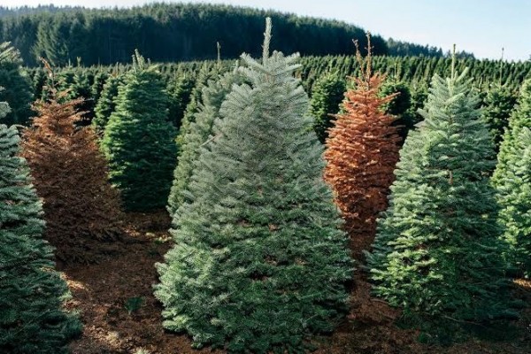 Jadi Ikon Hari Natal Ini 8 Jenis Pohon  Cemara  yang Perlu 