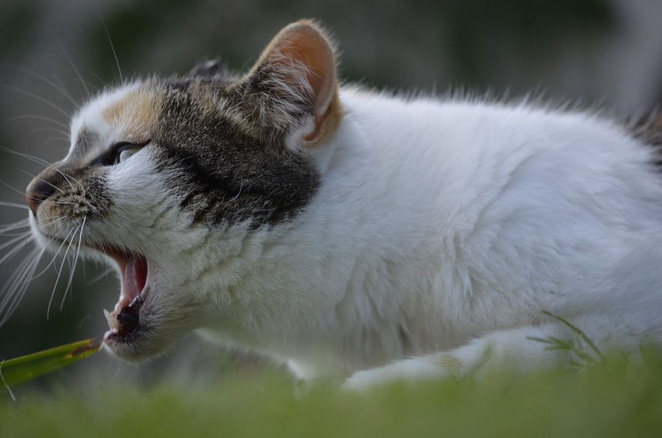 Kucing Bakal Tunjukkan 6 Tanda Ini Kalau Hendak Melahirkan