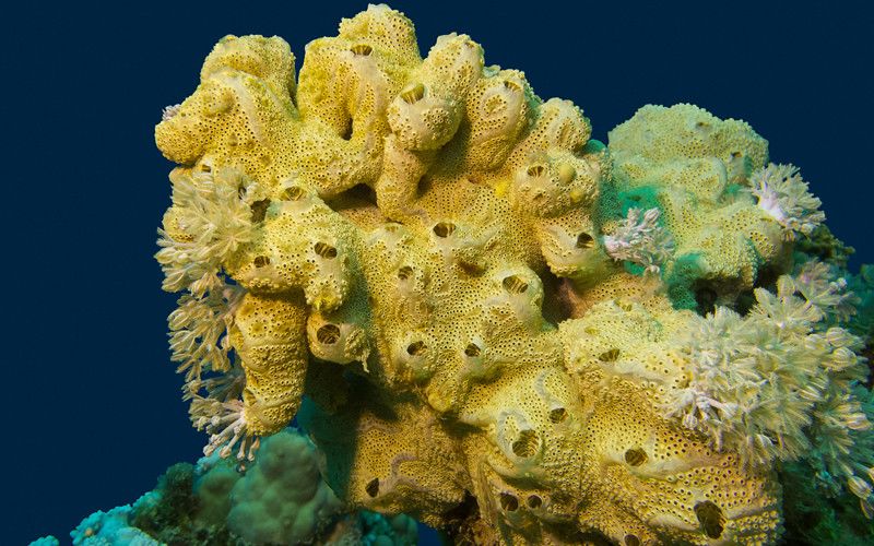 Sumber Inspirasi Spongebob Squarepants, Ini 5 Fakta Unik Spons Laut  