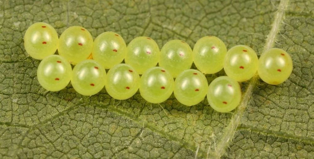 Ga Nyangka! Ini 9 Bentuk Telur Hewan yang Jarang Diketahui