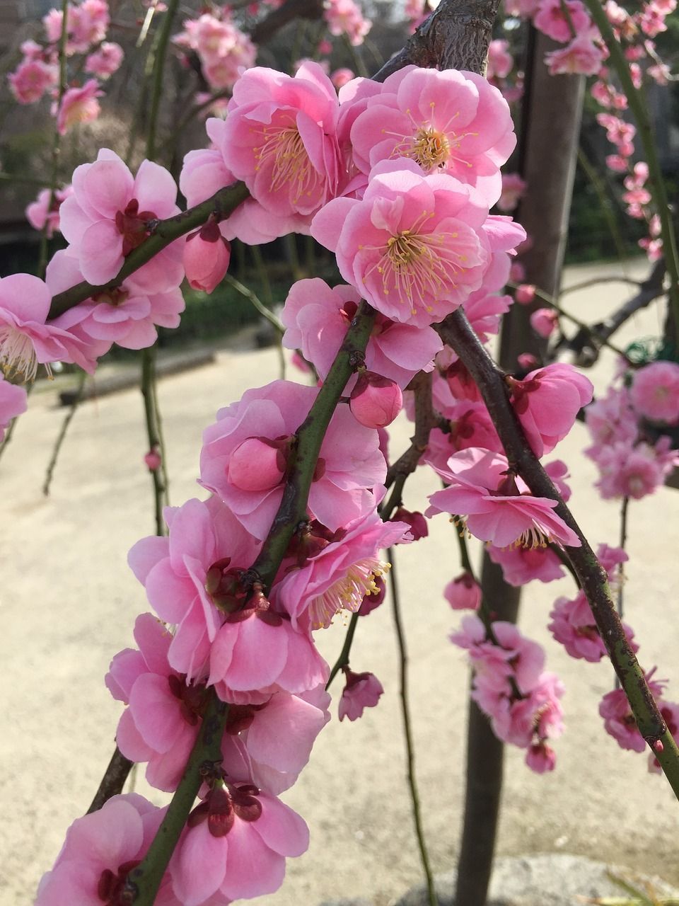 Hanakotoba Makna  di  Balik Indahnya 10 Bunga  ala Budaya Jepang 