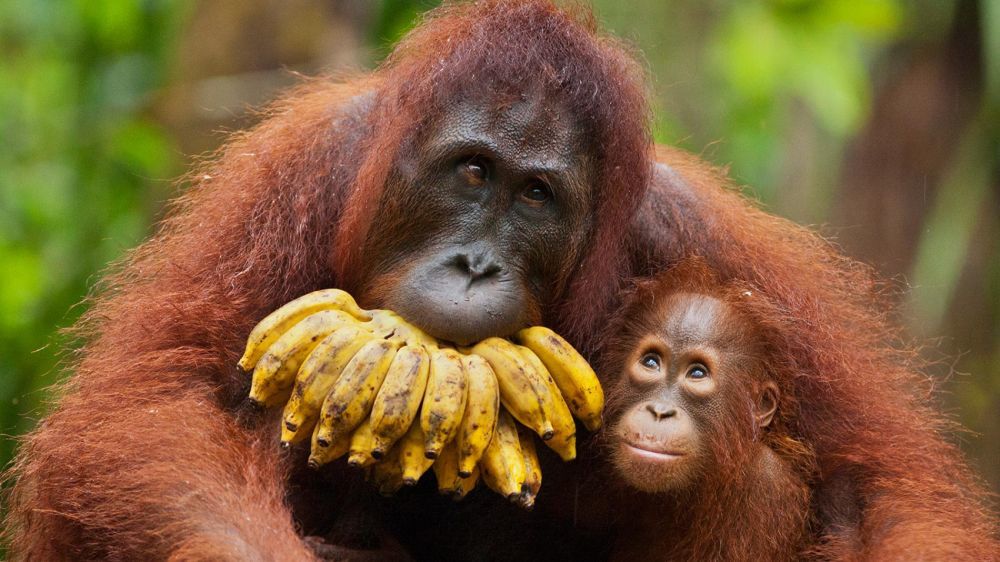 YOSL-OIC Selamatkan Orangutan Sumatera dari Aceh
