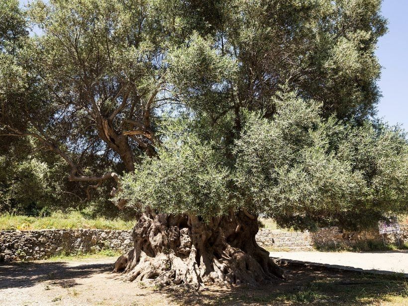 Nyaris Abadi, 9 Pohon Ini Bertahan Hidup Ribuan Tahun Hingga Sekarang