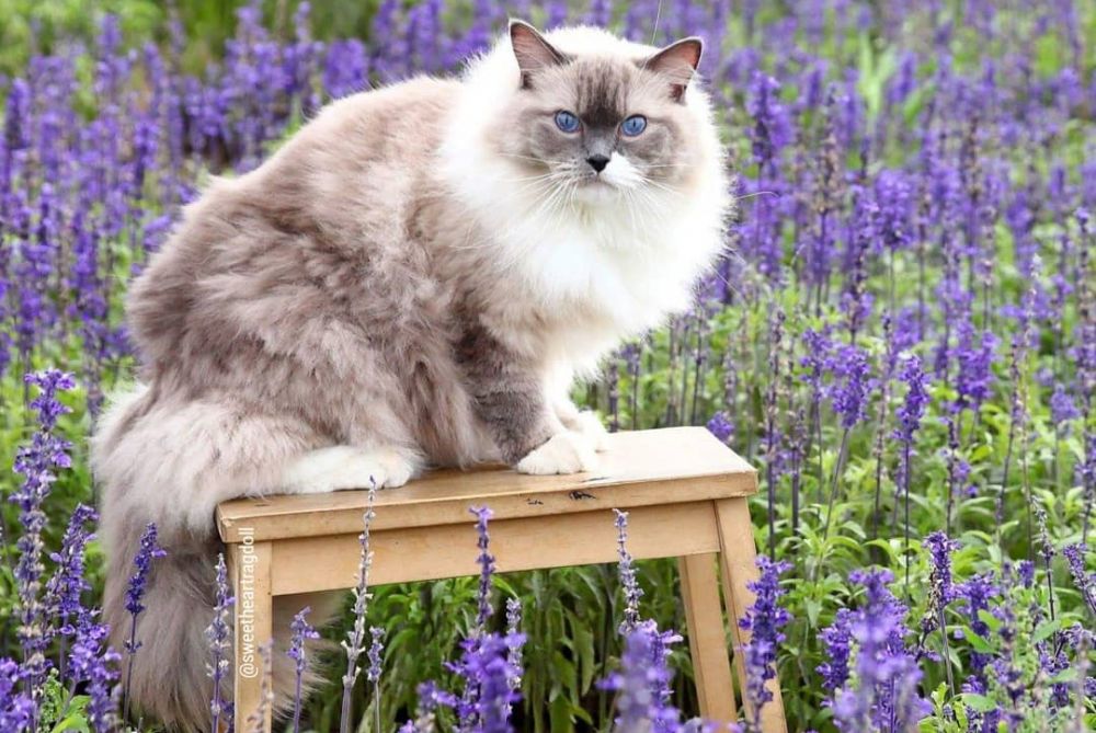 Mengenal Ragdoll, Ras Kucing Cantik Fluffy Bermata Biru