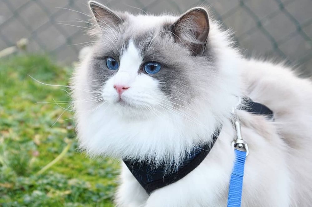 Mengenal Ragdoll, Ras Kucing Cantik Fluffy Bermata Biru