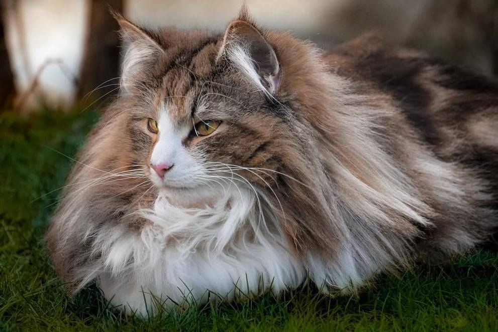 Kucing 101: 7 Fakta Norwegian Forest