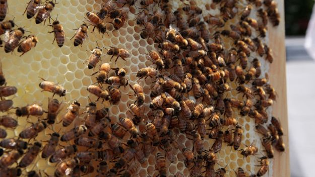 Ribuan Lebah Serang Pemukiman Warga di Bojonegoro, BPBD Lakukan Ini