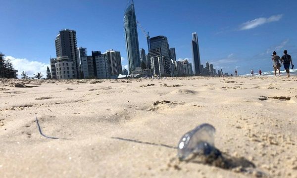 Serangan Ubur-ubur di Queensland Membuat Ribuan Orang Tersengat