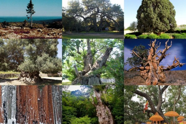 Nyaris Abadi 9 Pohon Ini Bertahan Hidup Ribuan Tahun Hingga Sekarang