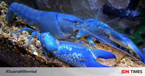 Cantik banget, ini 7 hewan langka dengan warna biru yang mempesona